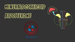 Mineralocorticoid Aldosterone Mechanism of action Functions Escape phenomenon MBBSNEETUSMLE [upl. by Attenrad]