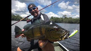 PESCANDO TUCUNARÉ AÇU GIGANTE NA AMAZÔNIA DE MOLINETE [upl. by Ahsinrev]