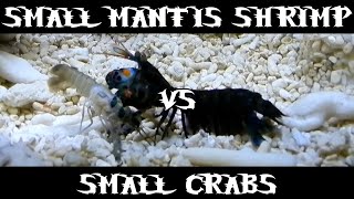 Small Smasher Mantis Shrimp VS Small Crabs [upl. by Terrab]