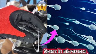 what sperm looks like under microscope  sperm in microscope  sperm video [upl. by Leinnad]