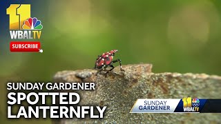 Sunday Gardener Dealing with the spotted lanternfly [upl. by Kall]