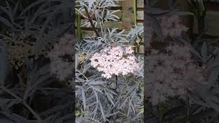 Sambucus nigra Black Lace in flower Now [upl. by Takakura668]