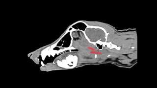 CT Scan of Sticks in Dogs Head [upl. by Latouche]