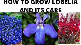 HOW TO GROW LOBELIA PLANT AND ITS CARE IN HINDIURDU [upl. by Alikam]