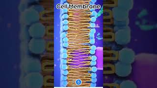 Cell membrane shortsfeed shortsfeed trendingshorts neetstudytipsphysicswallah kapilmedical [upl. by Lodnar687]