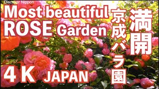 4k Most Beautiful Rose Garden in the World 京成バラ園 ローズガーデン 薔薇園 植物園 バラ祭り Japan Keisei garden Japan [upl. by Sirromad]