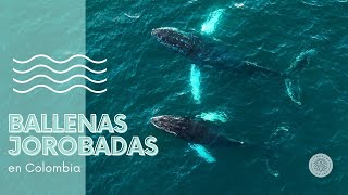 Registros alucinantes de ballenas jorobadas en Colombia [upl. by Hsot]