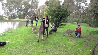 Kangaroo Attacks Tourist [upl. by Nat928]