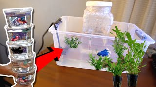 How To RESCUE Sick BETTA FISH [upl. by Dorey]