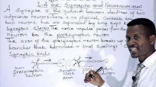 BIOLOGY FORM 4 CHAPTER 1 Synapse and Neurotransmitters LECTURE 08 [upl. by Rellek701]