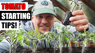 8 Tomato Seed Starting Tips For 2024 [upl. by Nnayecats276]