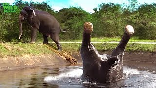 Somersaulting elephant saved from a canal [upl. by Jen529]