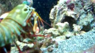 Peacock Mantis Shrimp vs Emerald Crab 5 [upl. by Eissirhc]