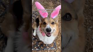 Corgis Do An Easter Egg Hunt [upl. by Sarine670]