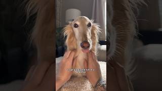 grwm ✨borzoi AND silken windhound✨ edition [upl. by Athalia]