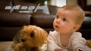 Yorkie Dogs Meeting Babies for the First Time  Yorkie Dog Laughing and Playing Baby Compilation [upl. by Rellek]