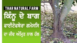 Treatment of Phytophthora Gummosis Disease with Jeev Amrit in Kinnow Plants [upl. by Kirt]