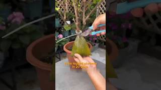 three legged Plumeria method can growing more roots quickly bougainvillea plumeria [upl. by Gibson]