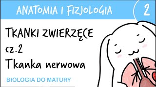 Tkanki zwierzęce cz2  Nerwowa  Anatomia i fizjologia 2  matura z biologii rozszerzona [upl. by Cilla]