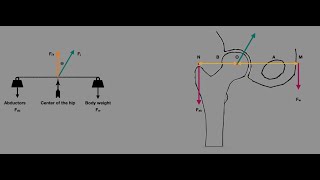 MSDNB  Hip Joint Biomechanics 2 [upl. by Paddy]