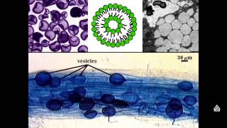 Cell Organelles Part 2 Rough amp Smooth ER Vesicle Vacuoles and Cytoskeleton [upl. by Lifton]