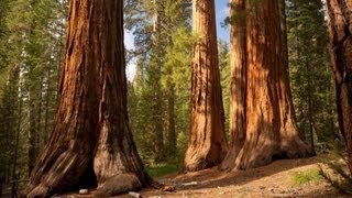 The Redwood Trees  World Tallest Trees [upl. by Orofselet]