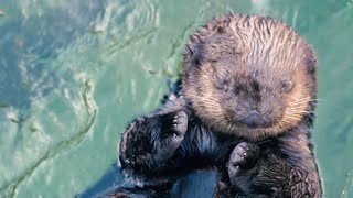 Sea Otter Cam  Vancouver Aquarium [upl. by Akeimat]