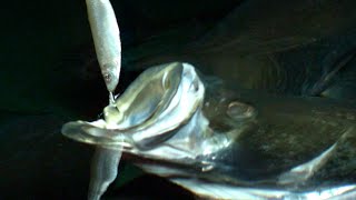 How Fish Eat in SLOW MOTION  Smarter Every Day 118 [upl. by Tigges]