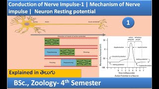 Conduction of Nerve Impulse  Mechanism of Nerve impulse  Neuron Resting potential  HSR Bioinfo [upl. by Casia]