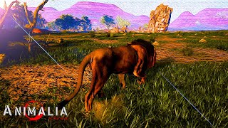 a Solo Elder lion  Animalia Survival [upl. by Rolyt]