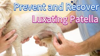 How to Prevent and Recover from Luxating Patella [upl. by Ayrad]