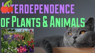 Ch5 Interdependence of Plants amp Animals ICSE Science [upl. by Mahalia]