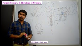 Anatomy of Female Urethra amp Histology of Urethra [upl. by Adnawaj366]