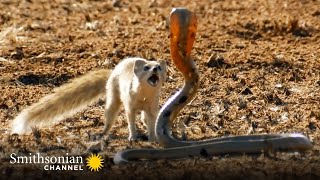 10 Craziest Animal Fights in the Animal Kingdom 🐍 Lions Hippos Cobras  Smithsonian Channel [upl. by Cronin]