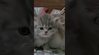 Mother Cat Shows Affection to Her Kittens shorts pets [upl. by Anitac]