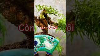 Tre bonsai nghệ thuật yêucây cây shortvideo [upl. by Darill]