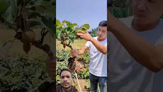 fruit kiwi agriculture kiwifruit satisfying kiwilife farm farming garden music [upl. by Creight]