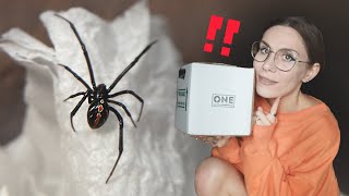 Chaotic SPIDER UNBOXING BOLTY Wolf Spiders NEW Black Widow  One Love Tarantulas first impression [upl. by Einaoj422]