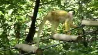 Apenheul Doodshoofdaapje Squirrel Monkey 3 [upl. by Lavotsirc]