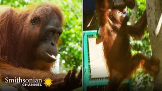 Are These Two Orangutans Ready for the Wild 🦧 Orangutan Jungle School  Smithsonian Channel [upl. by Haerdna]