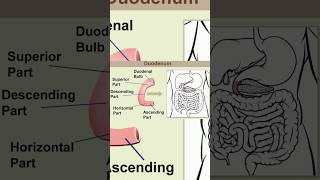 Duodenum anatomyThe duodenum is the first part of the small intestine duodenum anatomy function [upl. by Ruella]