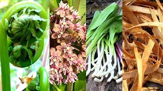 Wild Food Foraging Season 3 Milkweed Tree Cambium Fiddlehead Pine Cattail Evergreens Birch [upl. by Atima301]