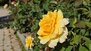 Schöner Rundgang Rosengarten Pitten Rosen Blühen Blüte der Königin der Blumen [upl. by Aronel]