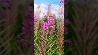 Rosebay willowherb is also known by the common name fireweed nature flowers [upl. by Gusti]