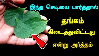 இந்த செடியை பார்த்தால் தங்கம் கிடைத்துவிட்டது என்று அர்த்தம் Kuppai Meniacalypha indicaPlant Uses [upl. by Larret248]