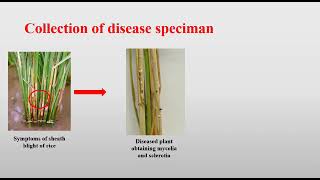 Rhizoctonia solani video prepared by Boyapati Ravi Teja Naidu and Rajat Kumar [upl. by Senzer63]