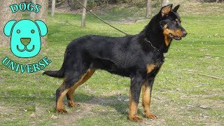 BEAUCERON ► Characteristics and temperament 🐶 [upl. by Jilleen]