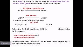 T4 phage infection [upl. by Sivehc419]