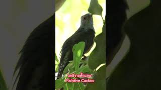 นกอีวาบตั๊กแตน Plaintive Cuckoo 312024 PlaintiveCuckoo นกอีวาบตั๊กแตน [upl. by Venetia463]