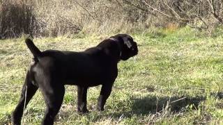 Alpine Lion Boerboels Nero and balloonm2ts [upl. by Zoa]